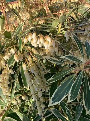 Pieris japonica Flaming Silver