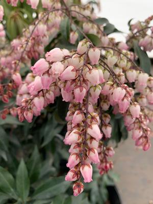 Pieris japonica Katsura