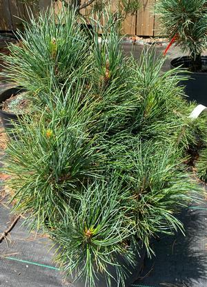 Pinus cembra Twister