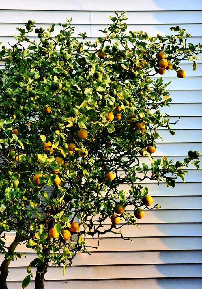 Poncirus trifoliata Flying Dragon