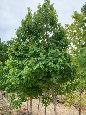 Acer Rubrum Sun Valley