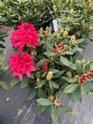 Rhododendron Nova Zembla