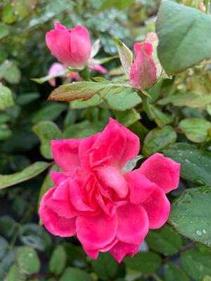 Rosa Knockout® Double Pink (PP18507) 