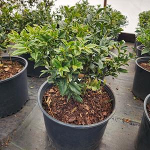 Sarcococca ruscifolia 