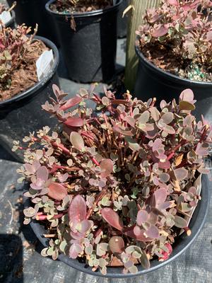 Sedum Firecracker(PP26595) 