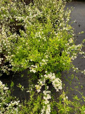 Spiraea thunbergii Ogon/Mellow Yellow™