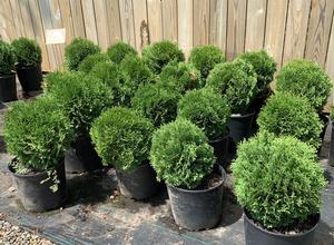 Thuja occidentalis Hetz Midget