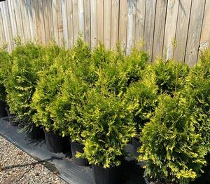 Thuja occidentalis Yellow Ribbon