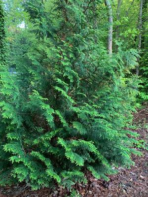 Thuja standishii x plicata Steeplechase