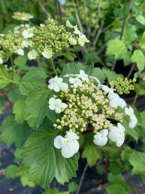 Viburnum trilobum 