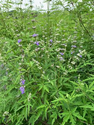 Vitex negundo Heterophylla