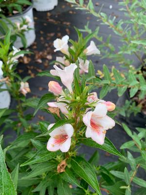 Weigela florida Sonic Bloom® Pearl (PP24585) 