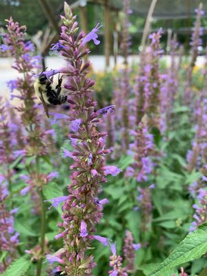 Agastache Purple Haze