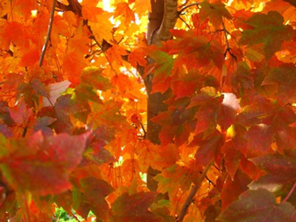 Acer Rubrum October Glory