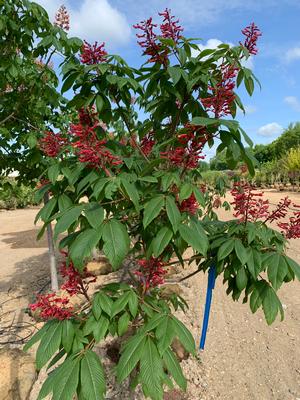 Aesculus pavia 