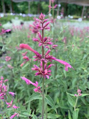 Agastache rupestris Rosie Posie