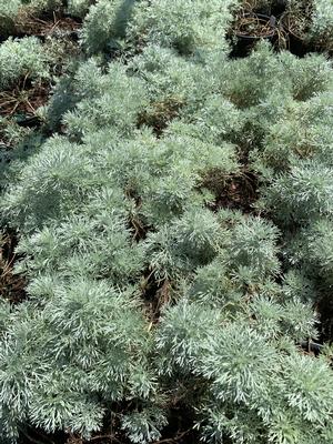 Artemisia schmidtiana Silvermound