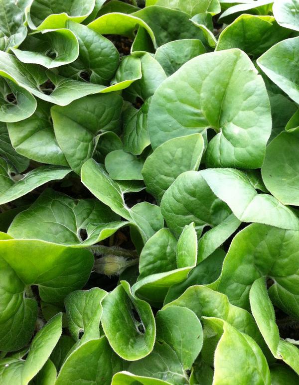 Asarum canadense 