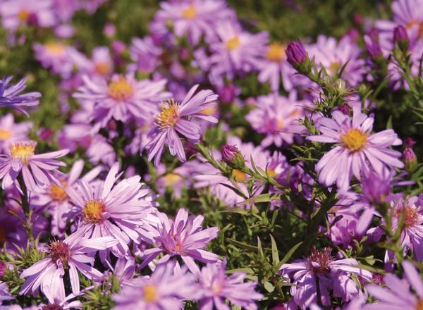 Aster dumosus Wood's Pink