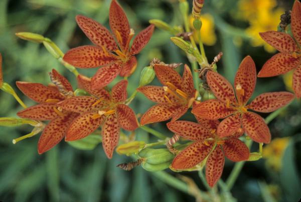 Belamcanda chinensis Freckle Face