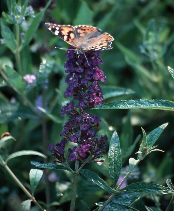 Buddleia davidii Black Knight