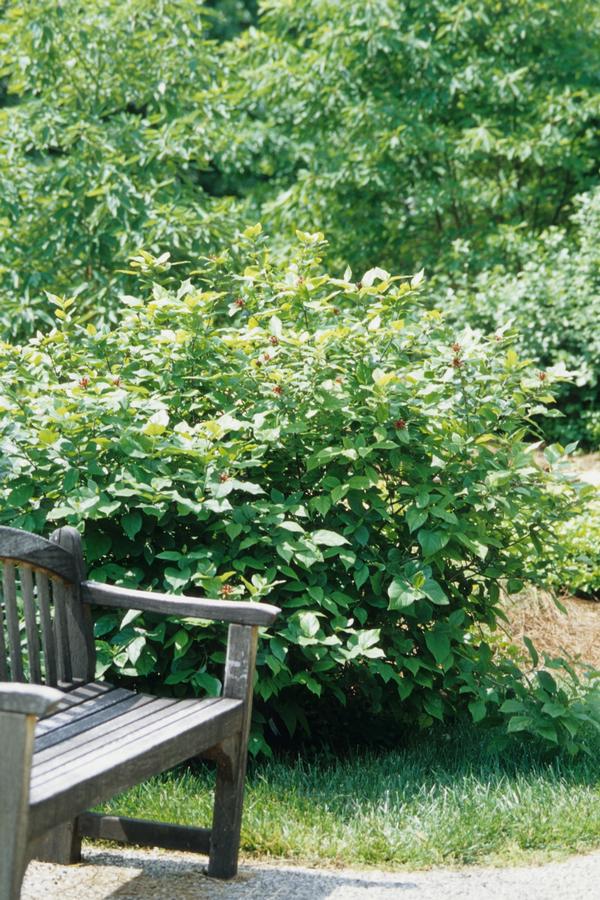 Calycanthus floridus Athens