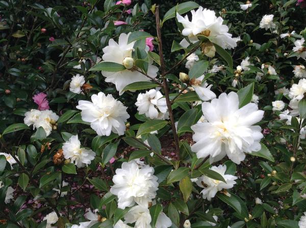 Camellia Snow Flurry