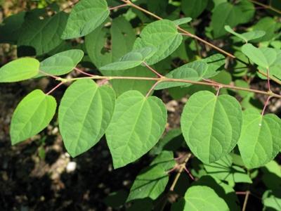 Cercidiphyllum japonicum 