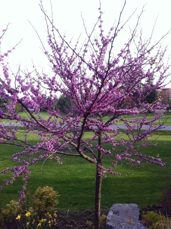 Cercis canadensis 