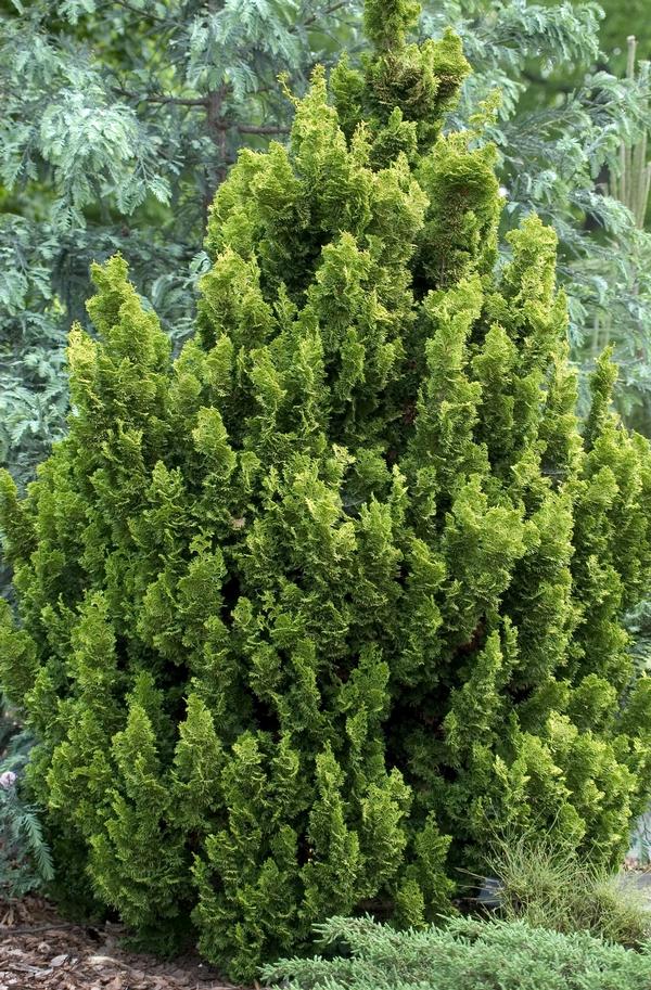 Chamaecyparis obtusa Meroke Twin