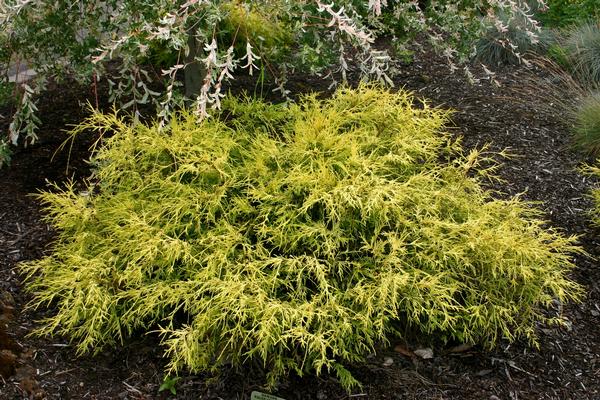 Chamaecyparis pisifera Lemon Thread