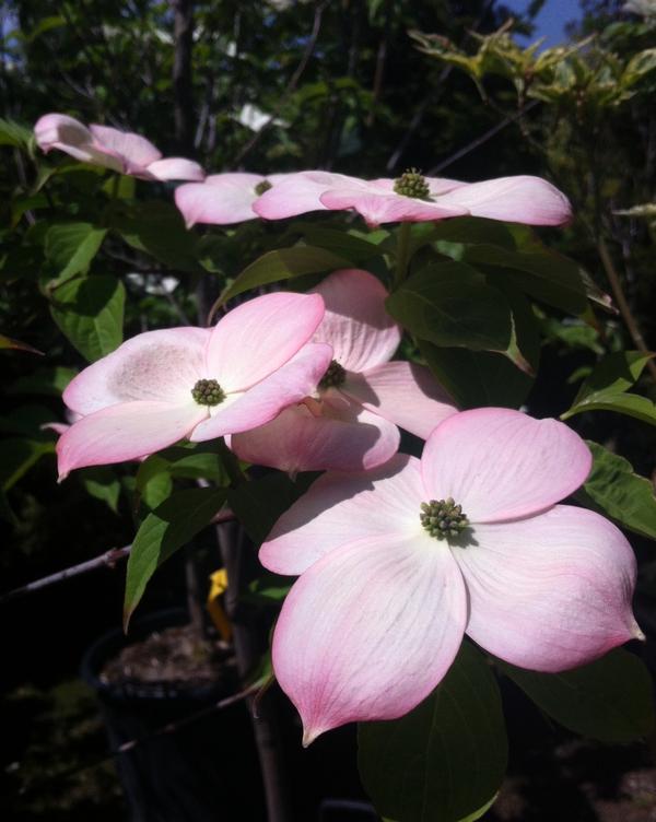 Cornus Stellar Pink® 