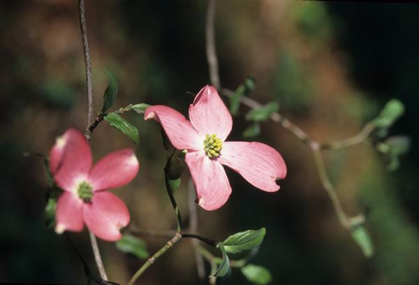 Cornus florida Cherokee Chief