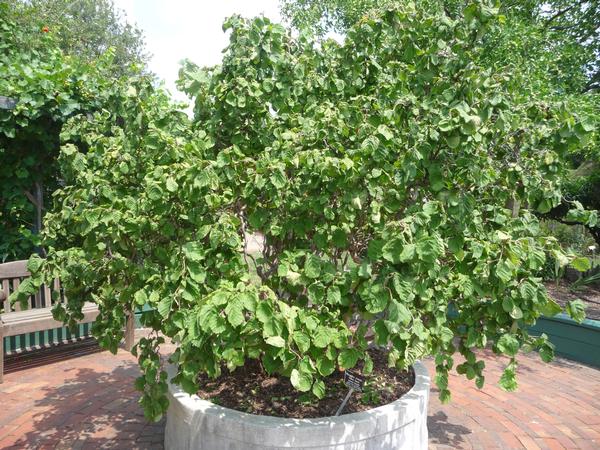 Corylus avellana Contorta