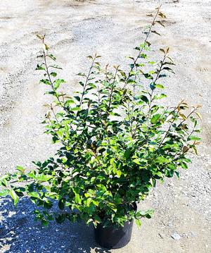 Elaeagnus pungens Fruitlandii