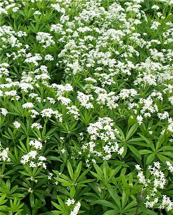 Galium odoratum 