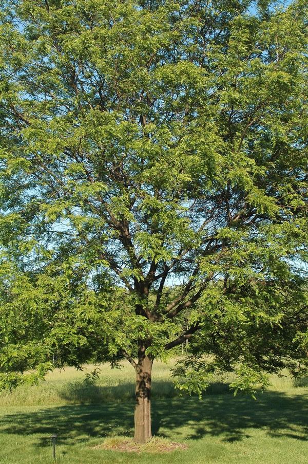 Gleditsia triacanthos Shademaster