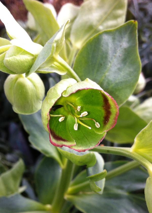 Helleborus foetidus 