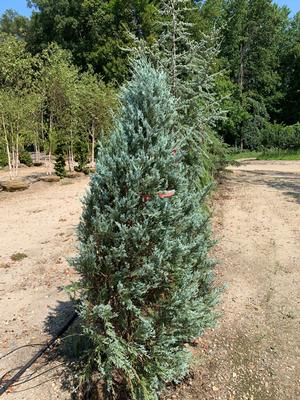 Juniperus scopulorum Moonglow