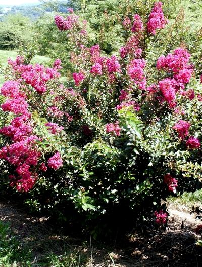 Lagerstroemia indica Dynamite