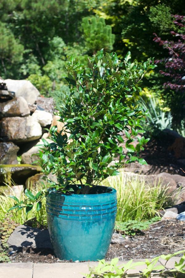 Ligustrum japonicum Recurvifolium