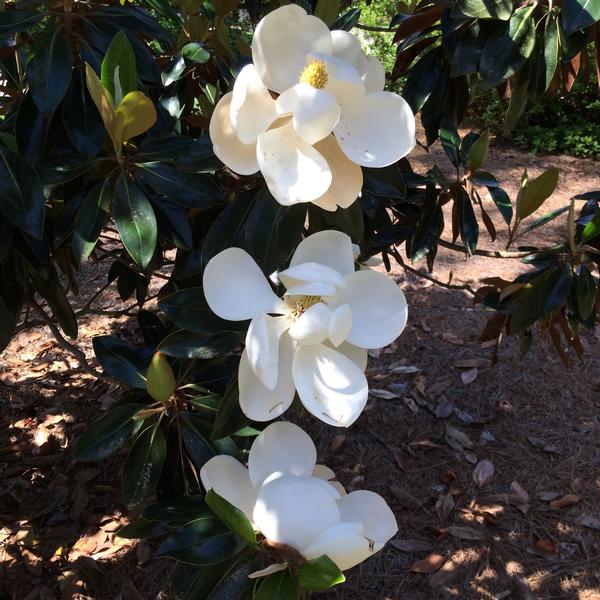 Magnolia grandiflora Little Gem