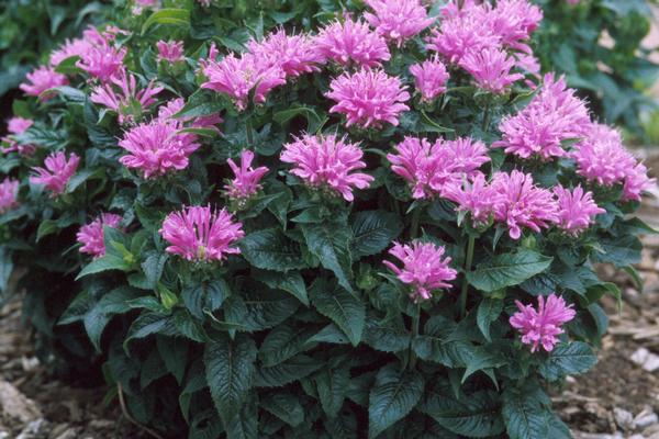 Monarda x Petite Delight