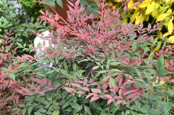 Nandina domestica Obsession™ (PP21891) 