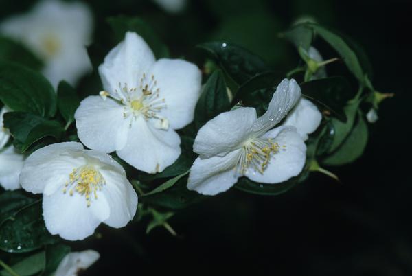 Philadelphus x virginalis Natchez