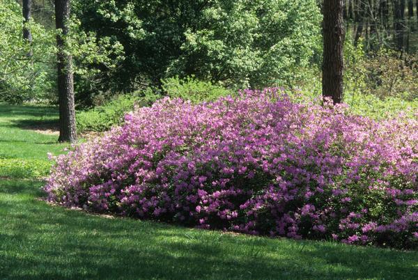 Azalea-Rhododendron yedoense var. poukhanense 