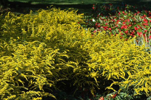 Solidago rugosa Fireworks