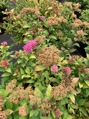 Spiraea japonica Magic Carpet