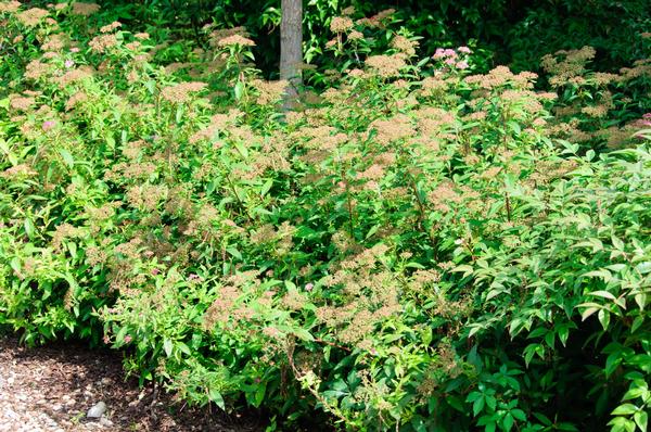 Spiraea japonica Shirobana