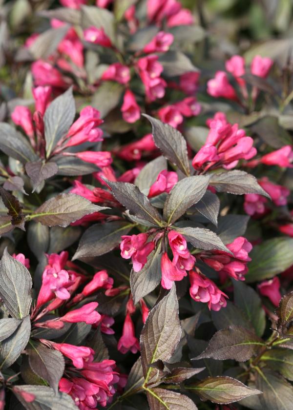 Weigela florida Spilled Wine®(PP23781) 